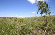 Dia de Campo aproxima produtores e técnicos no Pipiripau