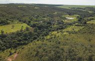 Parceria entre Emater, Seagri e ANA vai produzir 96 mil mudas de árvores para Bacia do Pipiripau